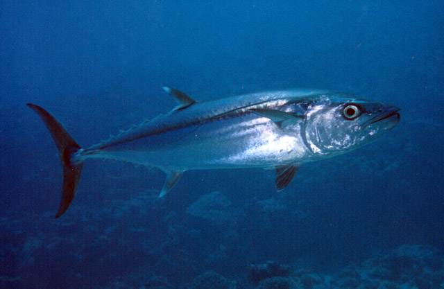 Gymnosarda unicolor (Tonno denti di cane)